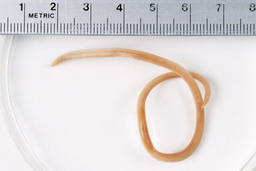 Ascaris é um verme redondo que vive no corpo humano