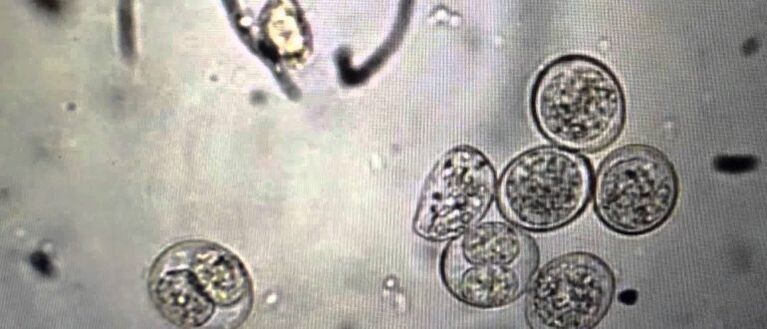 células do parasita protozoário
